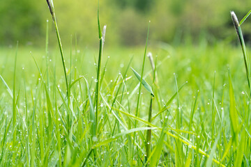 green grass with drops of water after rain,macro photo,background