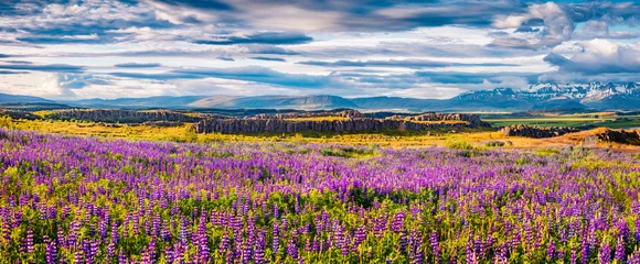 Foto op Canvas Panoramic Icelandic view of blooming fields of lupine flowers. Wonderful summer scene of east coast of Iceland, Euriope. Beauty of nature concept background.. © Andrew Mayovskyy
