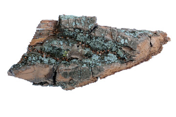 tree bark on white background green moss