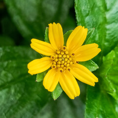 Wedelia ornamental plant or other names are called Sphagneticola trilobata. Flowers with bright yellow color.