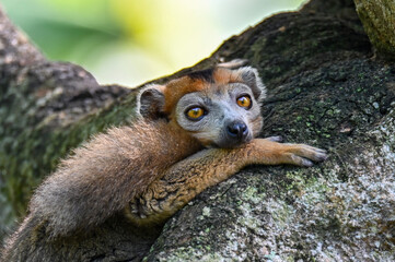 Crowned lemur (Eulemur Coronatus), endemic lemur from northern Madagascar © mirecca