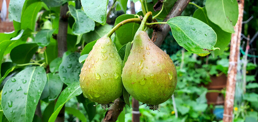 Two organic pears on a branch close-up. Fruit pears in the garden in summer. The beginning of the fruiting of a young tree
