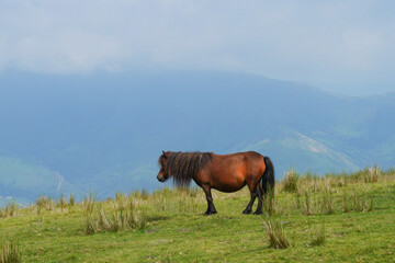 Fototapeta na wymiar Un pottok, petit cheval sauvage, au sommet de la montagne Artzamendi, au Pays Basque