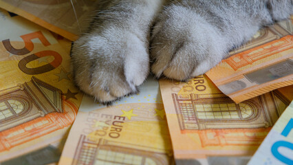 close-up of a cat with euro banknotes. The cost of keeping and maintaining pets. Global economic...