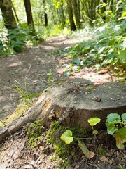 Stump from a tree in the forest