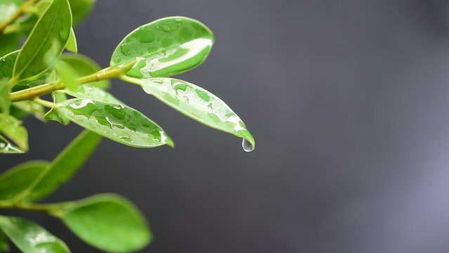 water drops on leaf