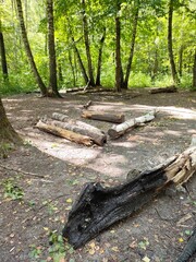 Obraz premium a burnt tree in a clearing