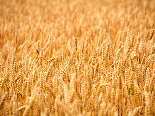 Field with ears of ripe wheat.