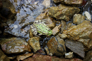 river frog brown green in natural environment stone in water