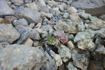 river frog brown green in natural environment stone in water