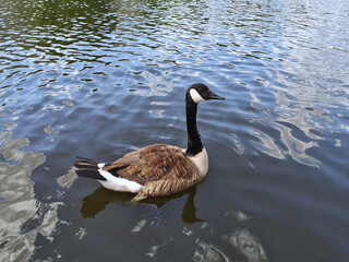 Canada goose on the Ruhr in Mülheim. Seen from a pedal boat.