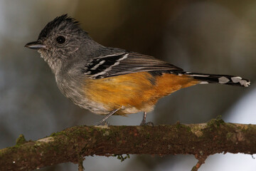 A small flycatcher from the deep of the rainforest