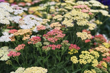 Achillea millefolium in full bloom. Blooming Yarrow. © Katarzyna