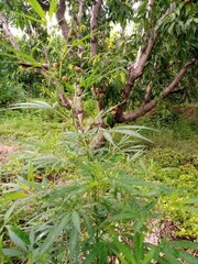 Beautiful Rare Leaves of Green Plants