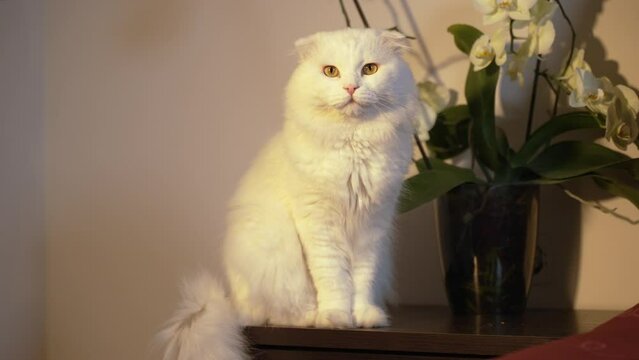 A white fluffy cat is sitting on the bedside table. A beautiful cat has a long tail and bent ears. The pet breed is the Turkish Angora. The long-haired clean animal meows.