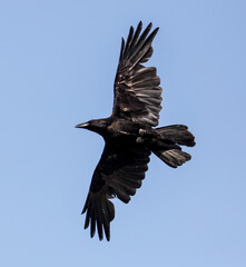 Black raven in flight against the sky