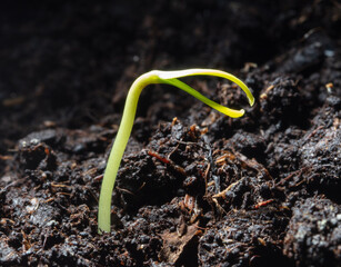 A small sprout of bell pepper sprouts in the ground.