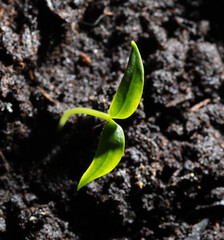 A small sprout of bell pepper sprouts in the ground.