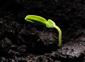 A small sprout of bell pepper sprouts in the ground.