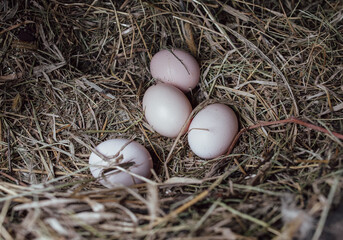 Hen eggs in a straw nest.