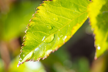 Raindrops on a green leaf of a plant.