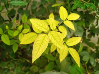 Beautiful Rare Leaves of Green Plants