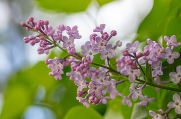 Beautiful lilac flowers in nature.