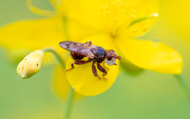 Bee on a yellow flower in nature.