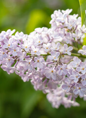 Fototapeta premium Beautiful lilac flowers in nature.