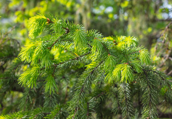 Green young needles on the branches of a spruce in the park.