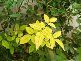 Beautiful Rare Leaves of Green Plants