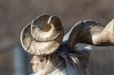 Twisted horns on the head of a mountain goat. Close-up