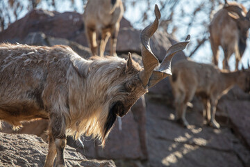 Herd of mountain goats in nature.