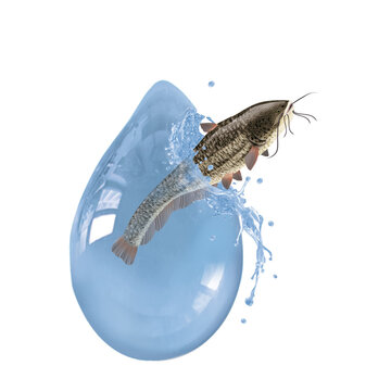 silure, poisson, p&ecirc;che, aliment, argent, fruits de mer, eau douce, fleuve, attraper, &eacute;vasion, goutte, &eacute;clat&eacute;, sortir, queue, eau, &eacute;caill&eacute;e, fra&icirc;cheur, frais, fond blanc