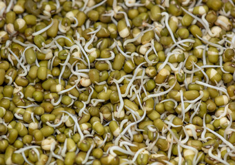 Sprouted mung beans as background.