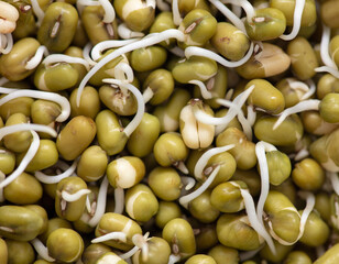 Sprouted mung beans as background.