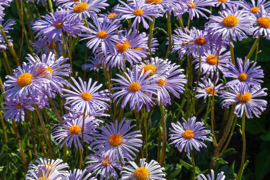Picturesque background of blooming purple daisies illuminated by the setting sun