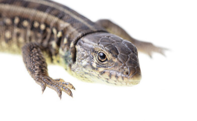 Obraz premium Lizard portrait isolated on white background.