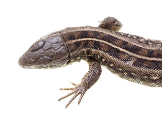 Lizard portrait isolated on white background.