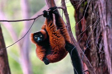 Red ruffed lemur -  Varecia rubra, Madagascar nature © mirecca