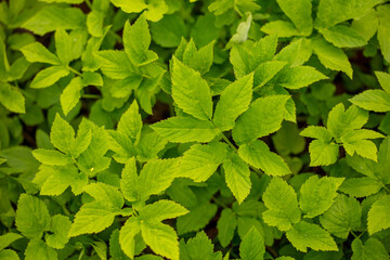 Green leaves in nature as a background.