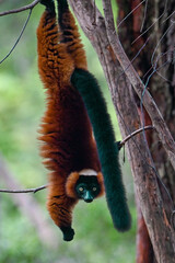 Red ruffed lemur -  Varecia rubra, Madagascar nature © mirecca