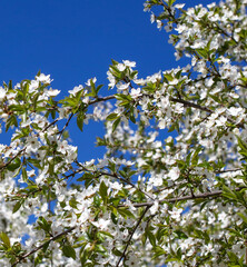 Cherry blossoms against the blue sky.
