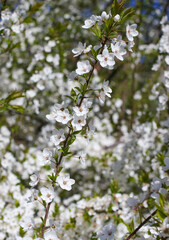 Flowers on a cherry tree in the park.