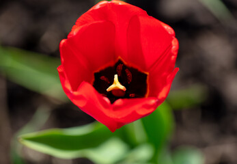 One red tulip in nature.