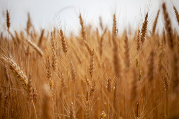 campo di grano 