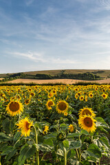 Fototapeta premium Vibrant sunflowers in Sussex on a sunny July day