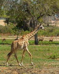 Naklejka na ściany i meble Giraffe Selous Tanzania