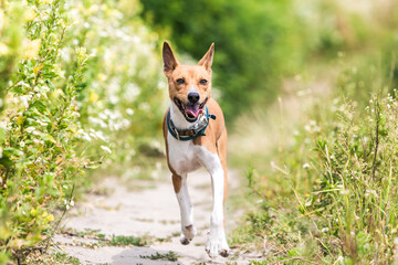 Basenji dog walking in the forest park on a hot day