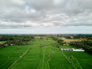 aerial high angle view of rice padi fields in indonesia